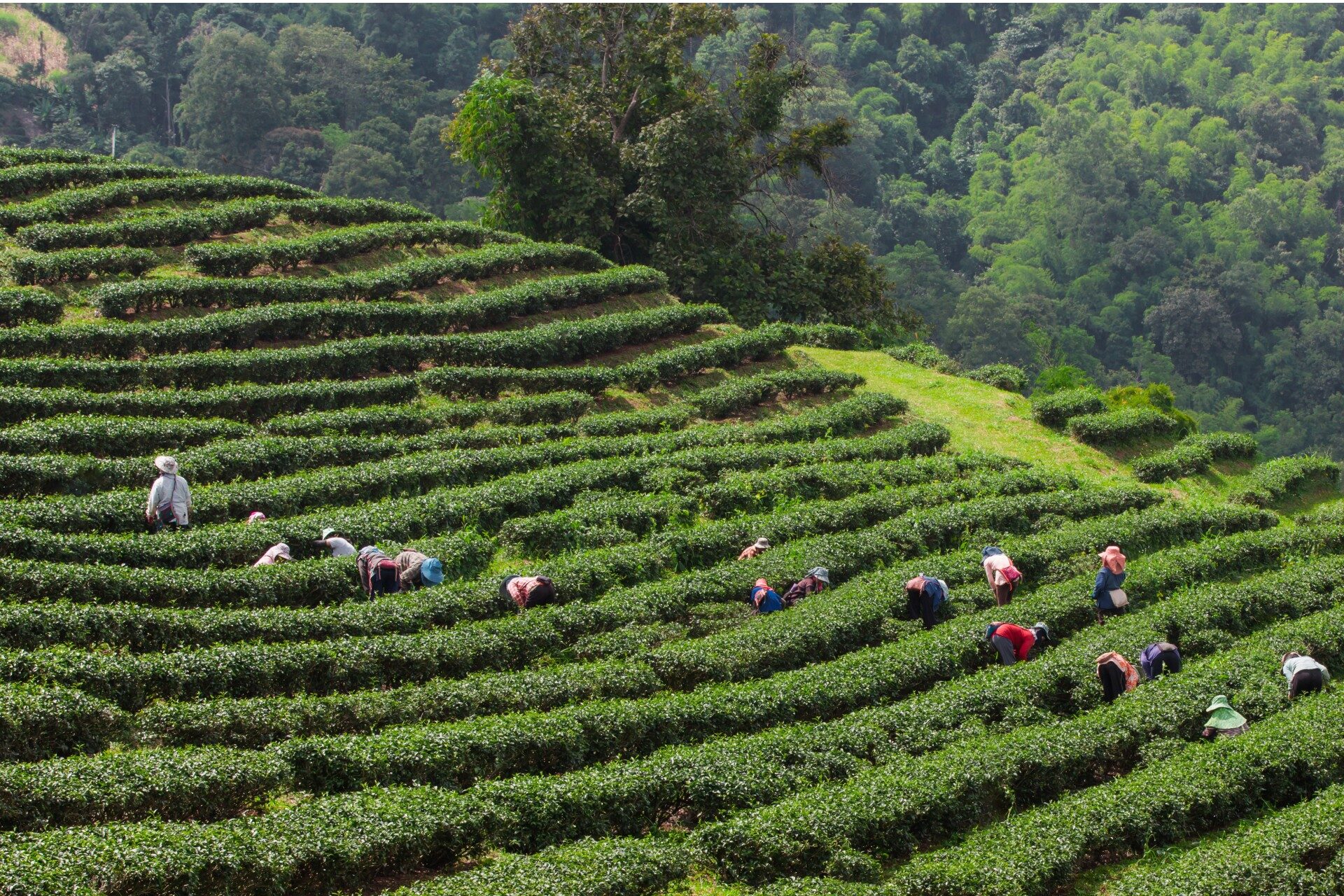 Premium Kerala Tea Cup