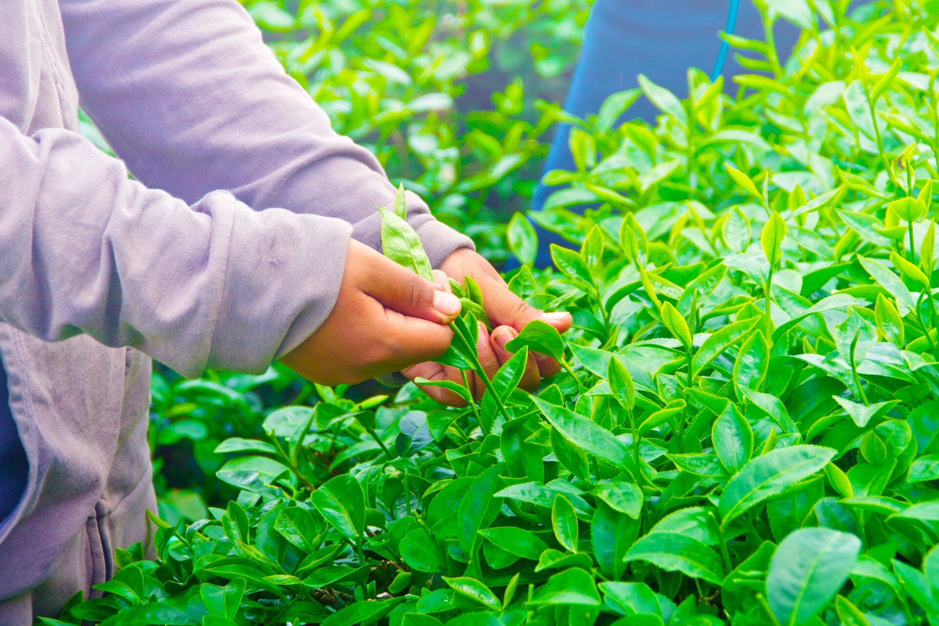 Kerala Tea Processing and Drying